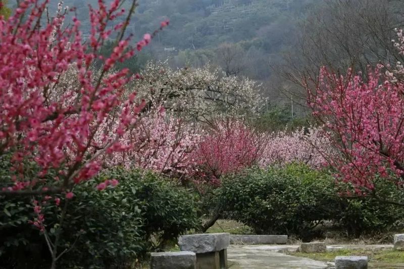 中国赏梅好去处苏州赏梅花,苏州十大赏梅胜地你去过几个