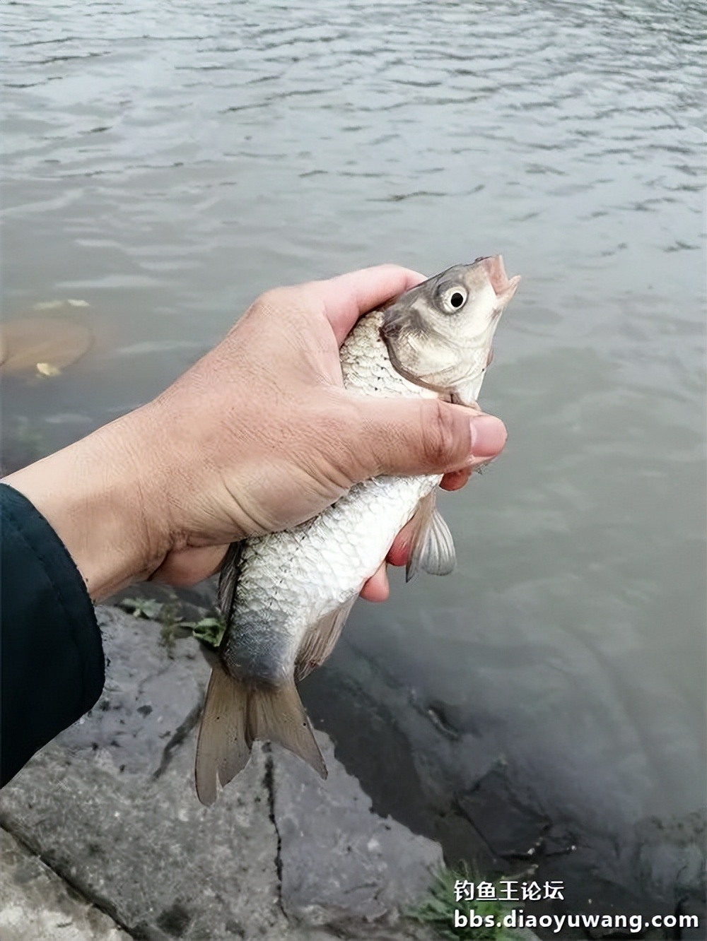 钓鱼王大鲫饵料是什么香味,钓鱼王大鲫和本味有什么区别