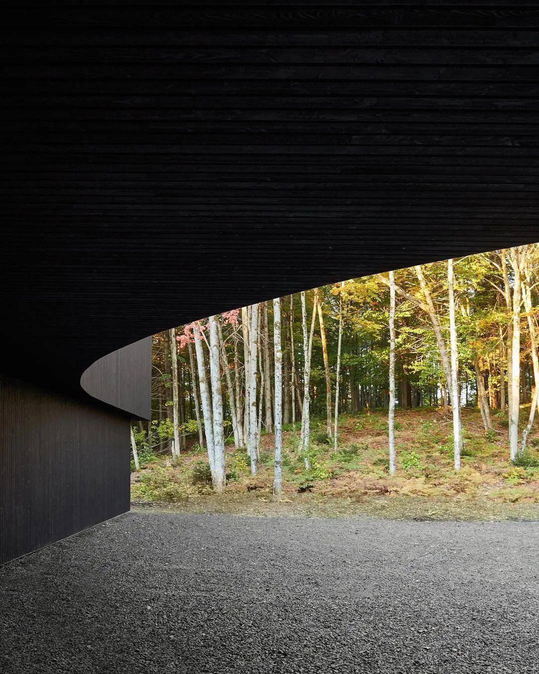 他们把家搬到了森林里，一间森林