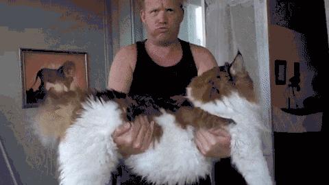 不建议新手养缅因,不养缅因猫的6个理由太可怕了