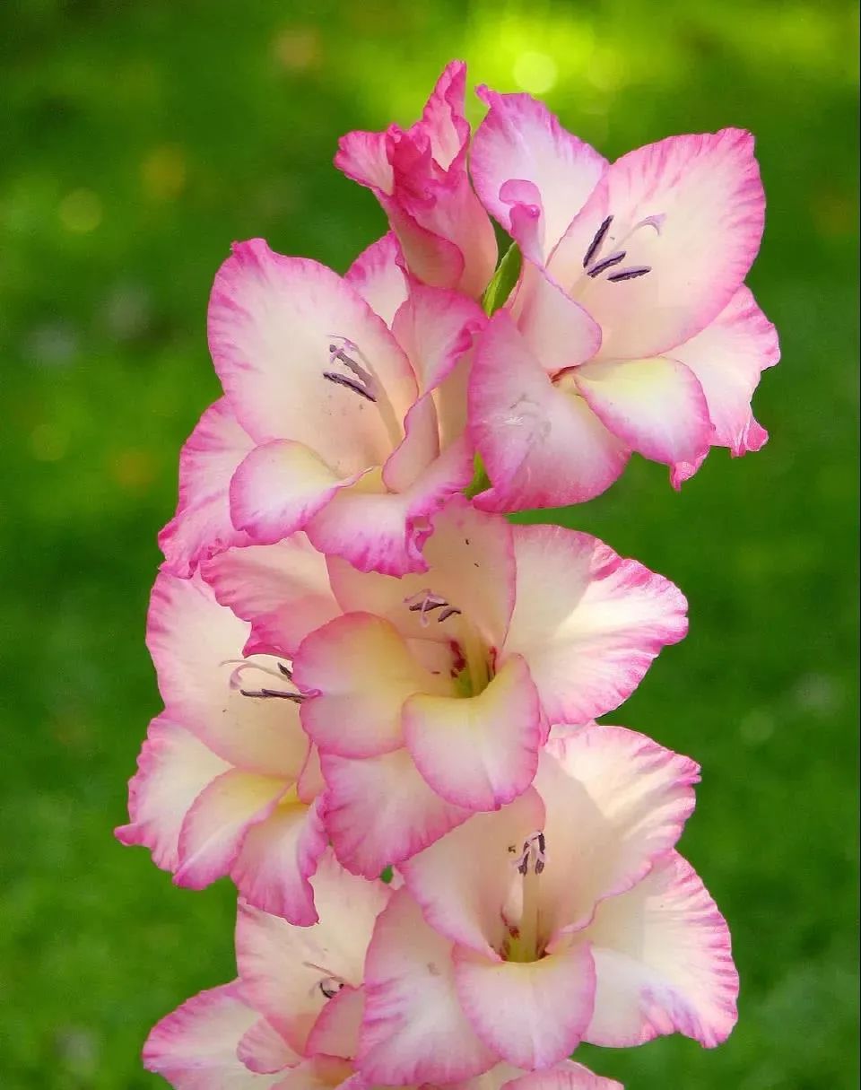 剑兰，锦绣山河，如花美剑｜花名册No.00179