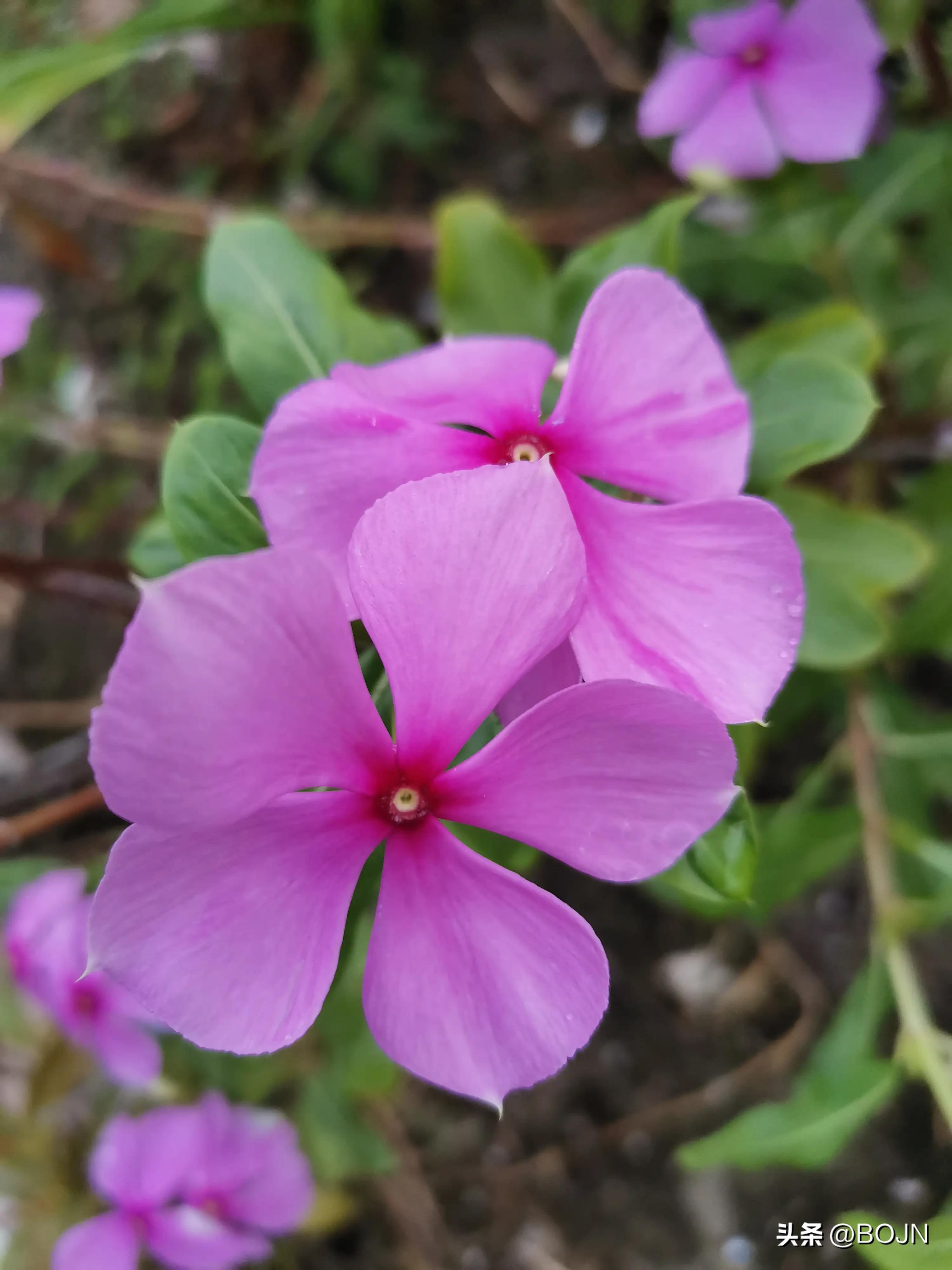 你能认出几种花来,大家能猜出什么花