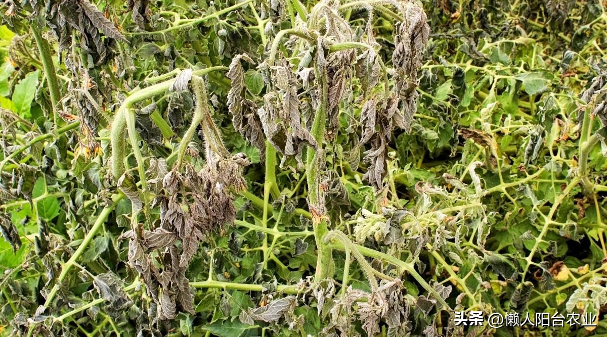 阳台西红柿长得高但不结果,光照不足西红柿疯长不结果怎么办