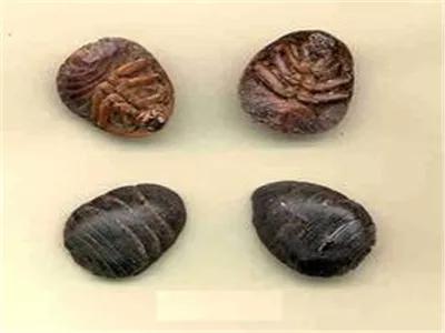 中草药识别,中草药手抄报