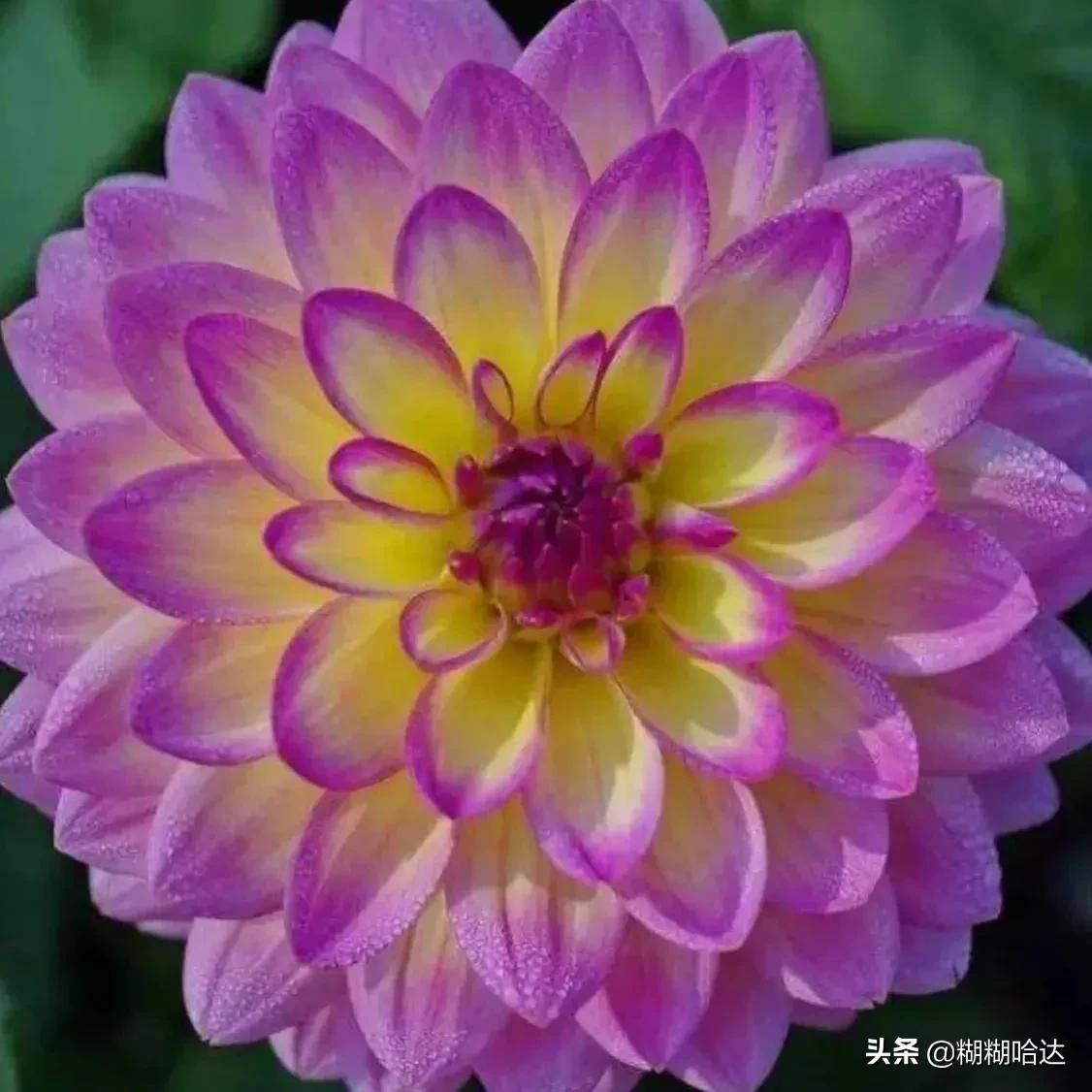 赏心悦目的花朵，风采万千，千姿百态，魅力无限，太美了