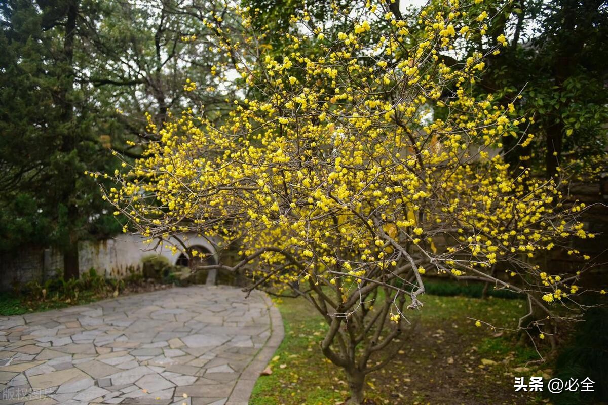 腊梅花怎么养护,腊梅虫害