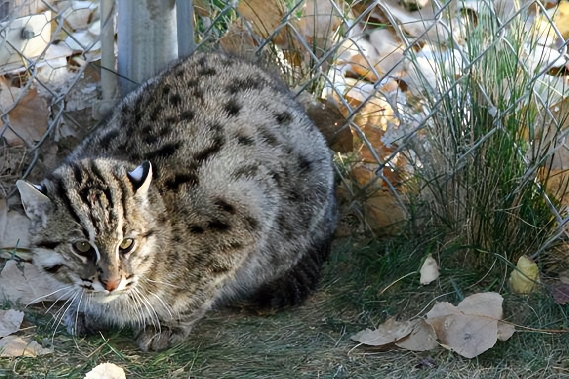 世界上最可爱的6种猫咪,世界上最可爱的三种猫咪