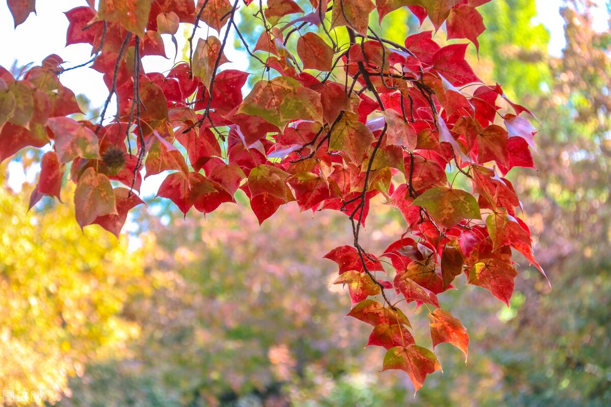 有一种真爱叫心有灵犀,有一种爱叫相思入骨