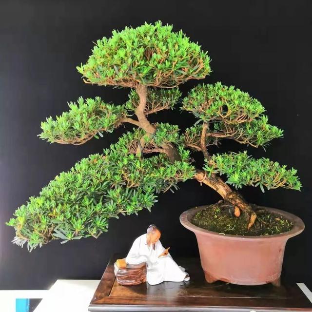 客厅有树十有九福,家中有树十家九富