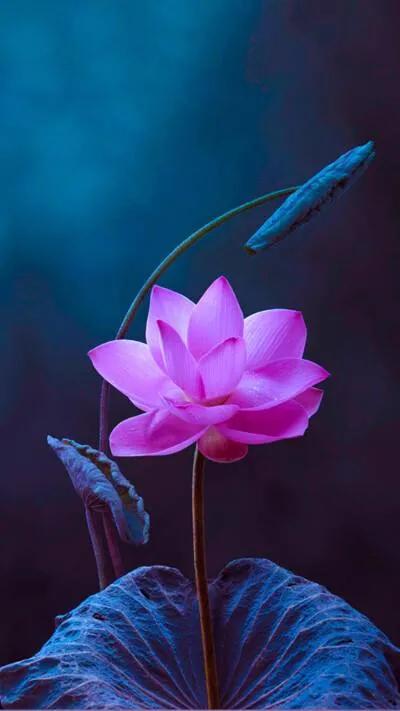 漂亮美丽的荷花壁纸,雨中荷花壁纸荣盛城