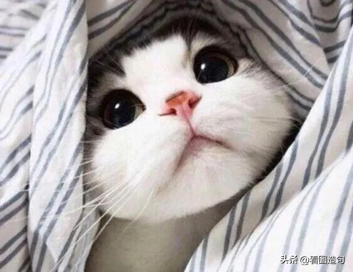 公泰迪绝育后性格会变好吗,当猫咪发现自己被绝育后的表现