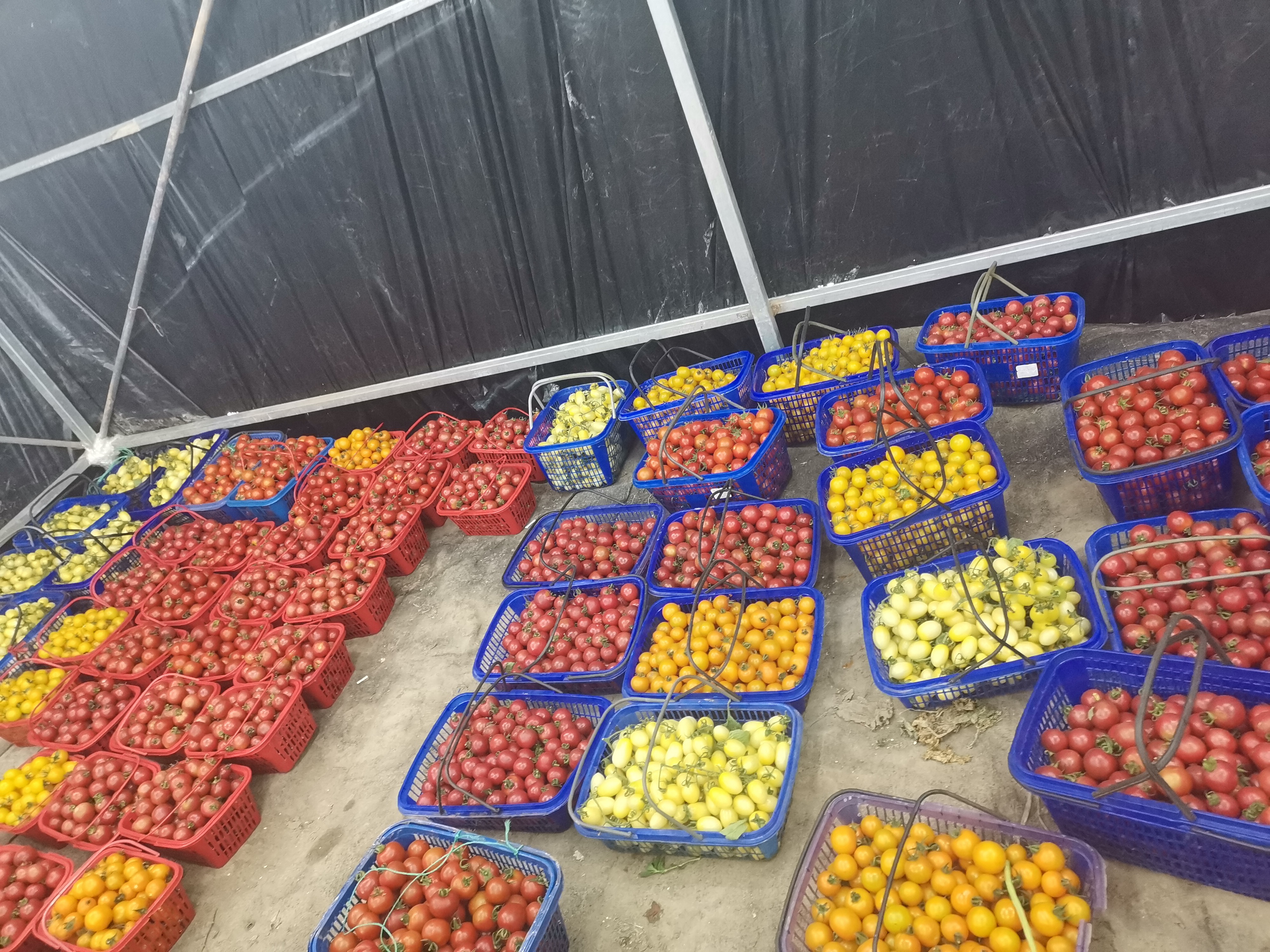 NBA纪实连载98：小球跑轰战术鼻祖，大爱疯狂科学家唐尼尔森