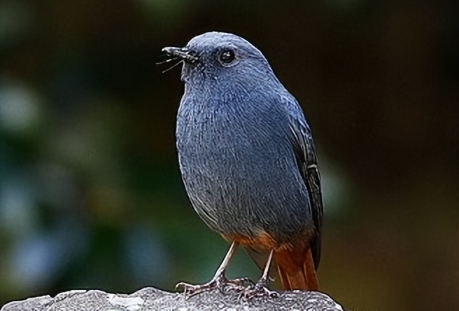 鸟儿大全高清图,高清珍稀鸟动态图片大全