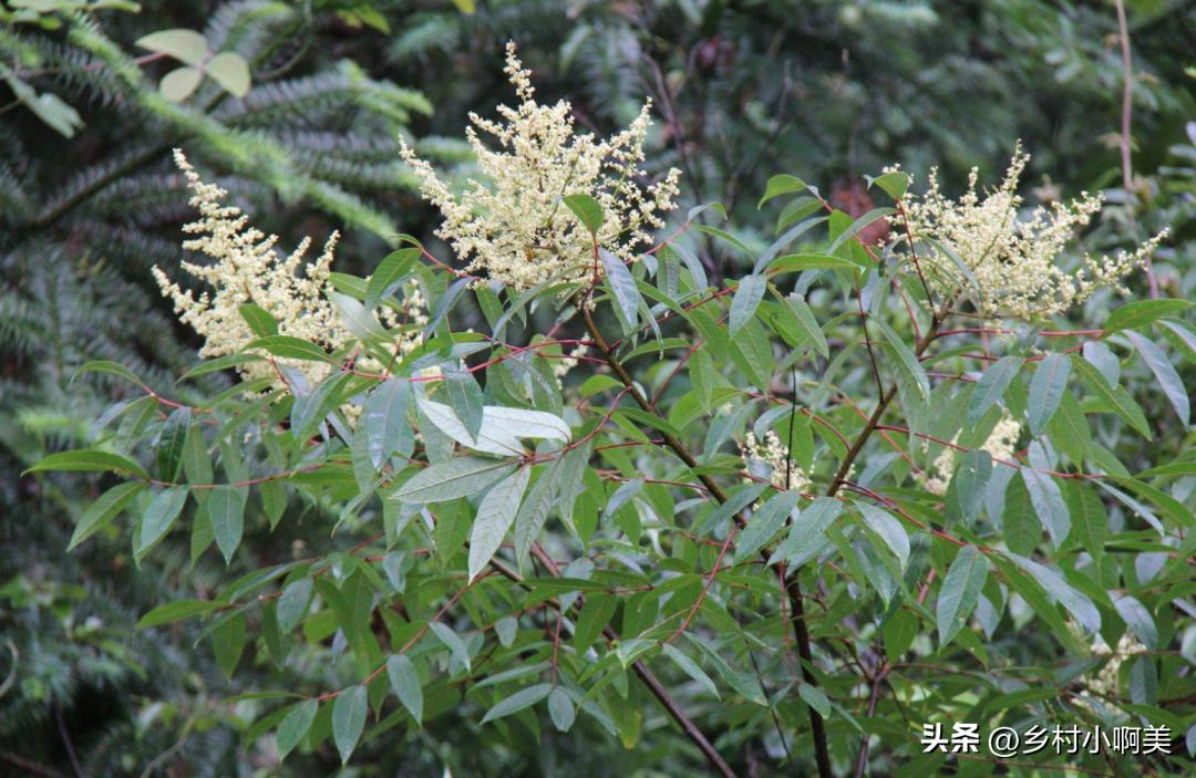 种植1年可收获的经济作物,农民种植一种植物一亩能赚多少钱