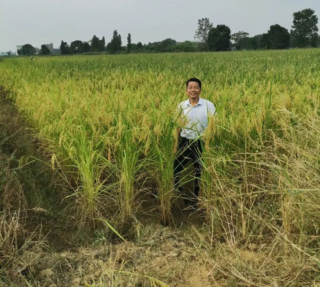 发展“禾下经济”亩收益达1万元！“小明大米”走稳高端赣米品牌