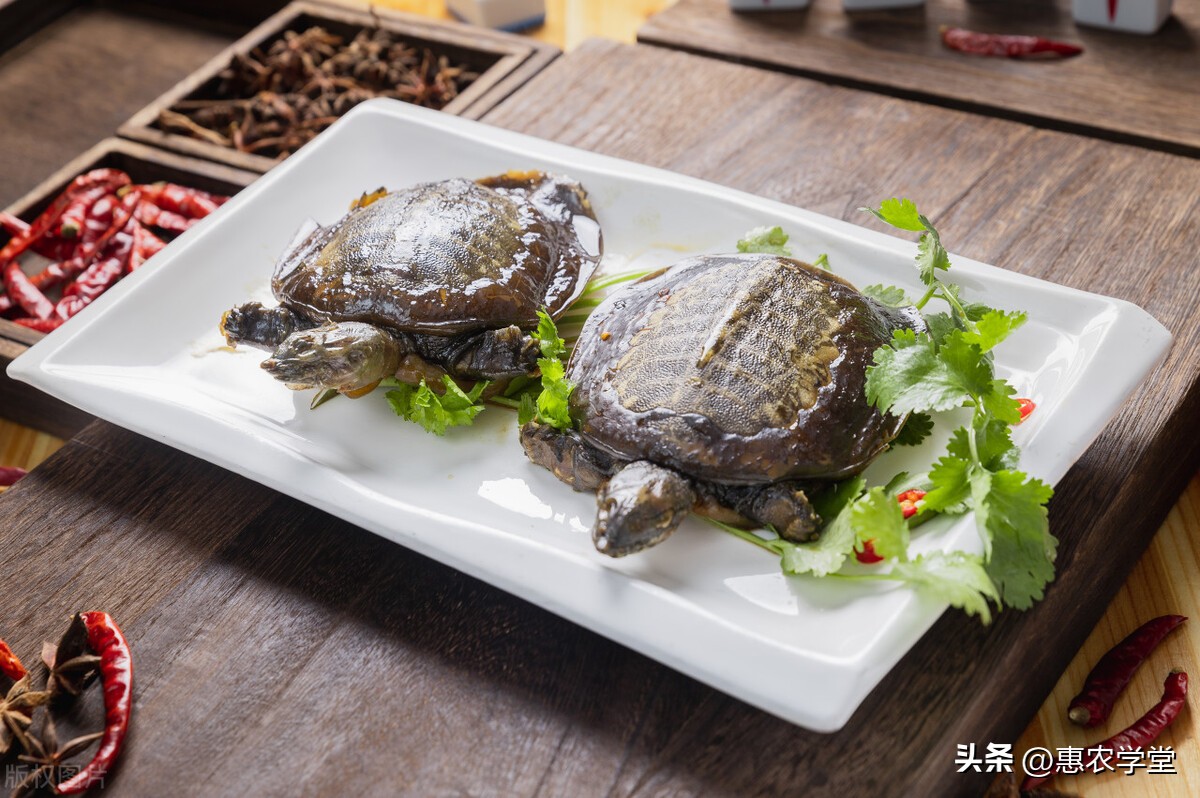 2024水产养殖业什么最好养,2024年养殖什么水产最有前景