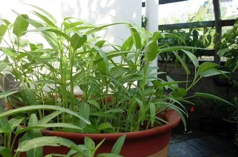 阳台夏天种这六种菜,阳台种花种菜需要几个小时的光照