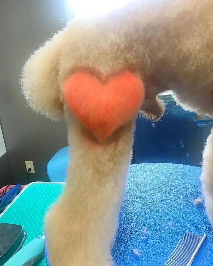 狗子剪出发射爱心的小屁屁