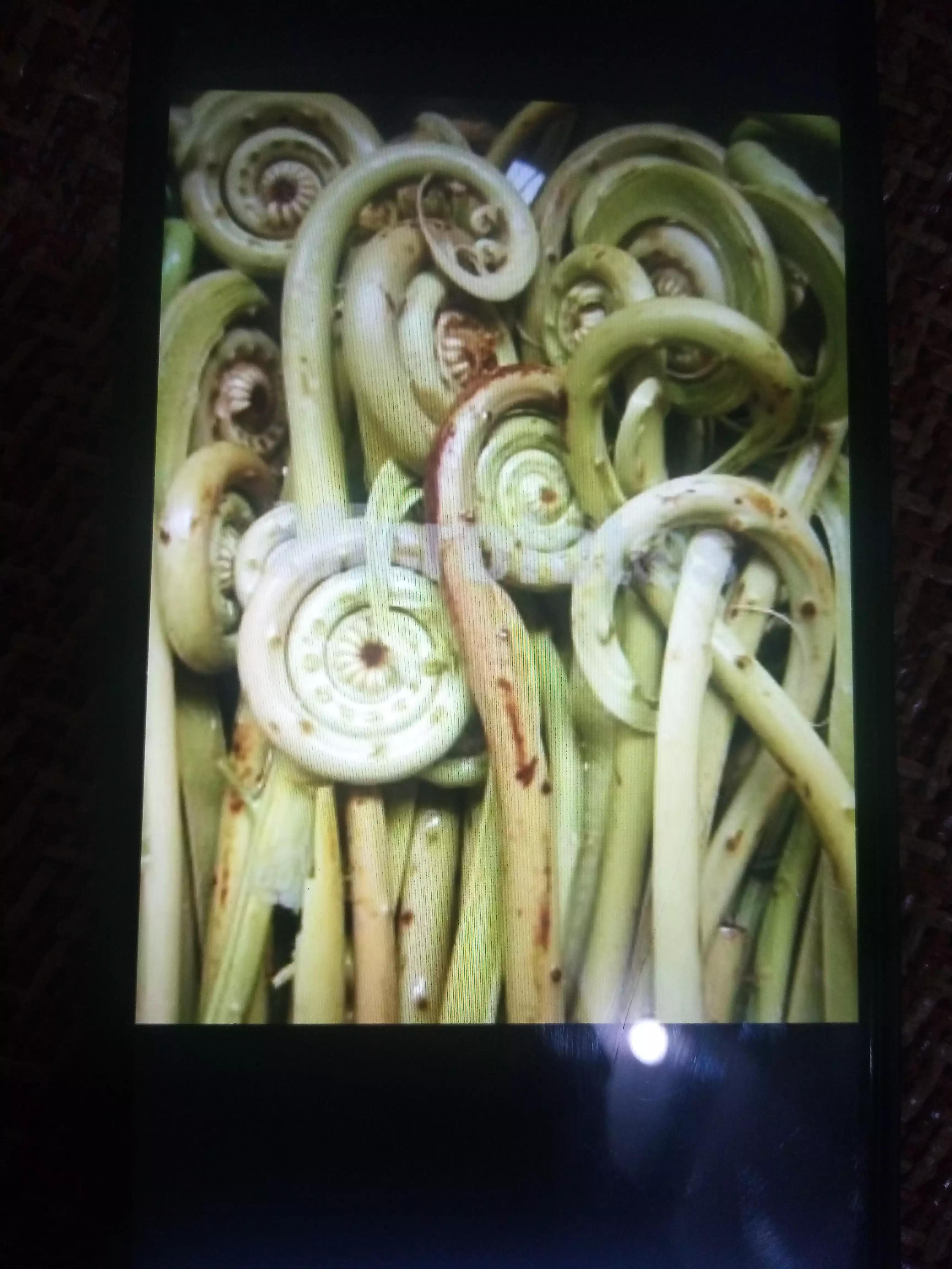 广西人的童年野果,广西人的童年有多快乐