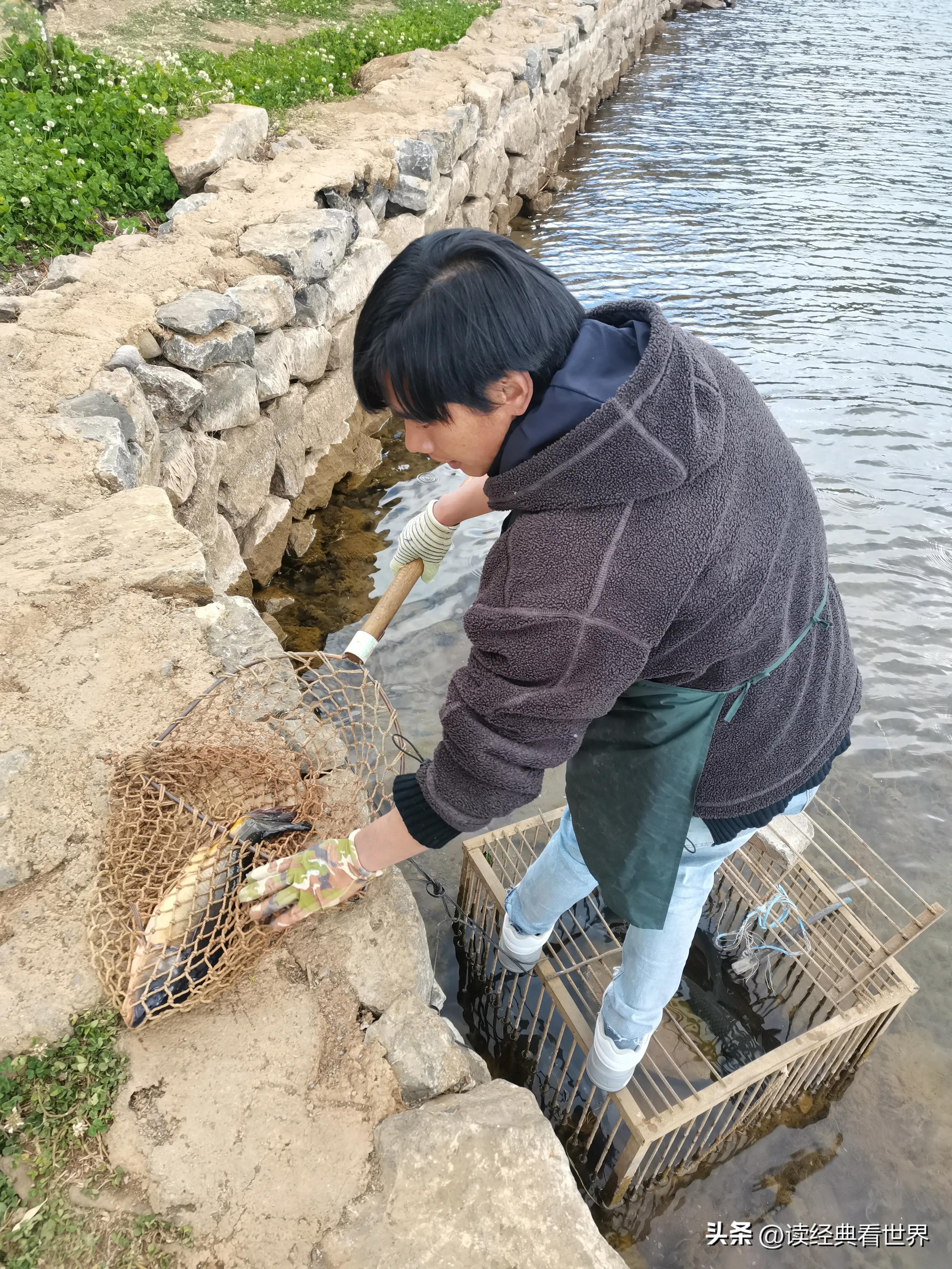 泸沽湖蒸汽石锅鱼品种,泸沽湖的蒸汽石锅鱼