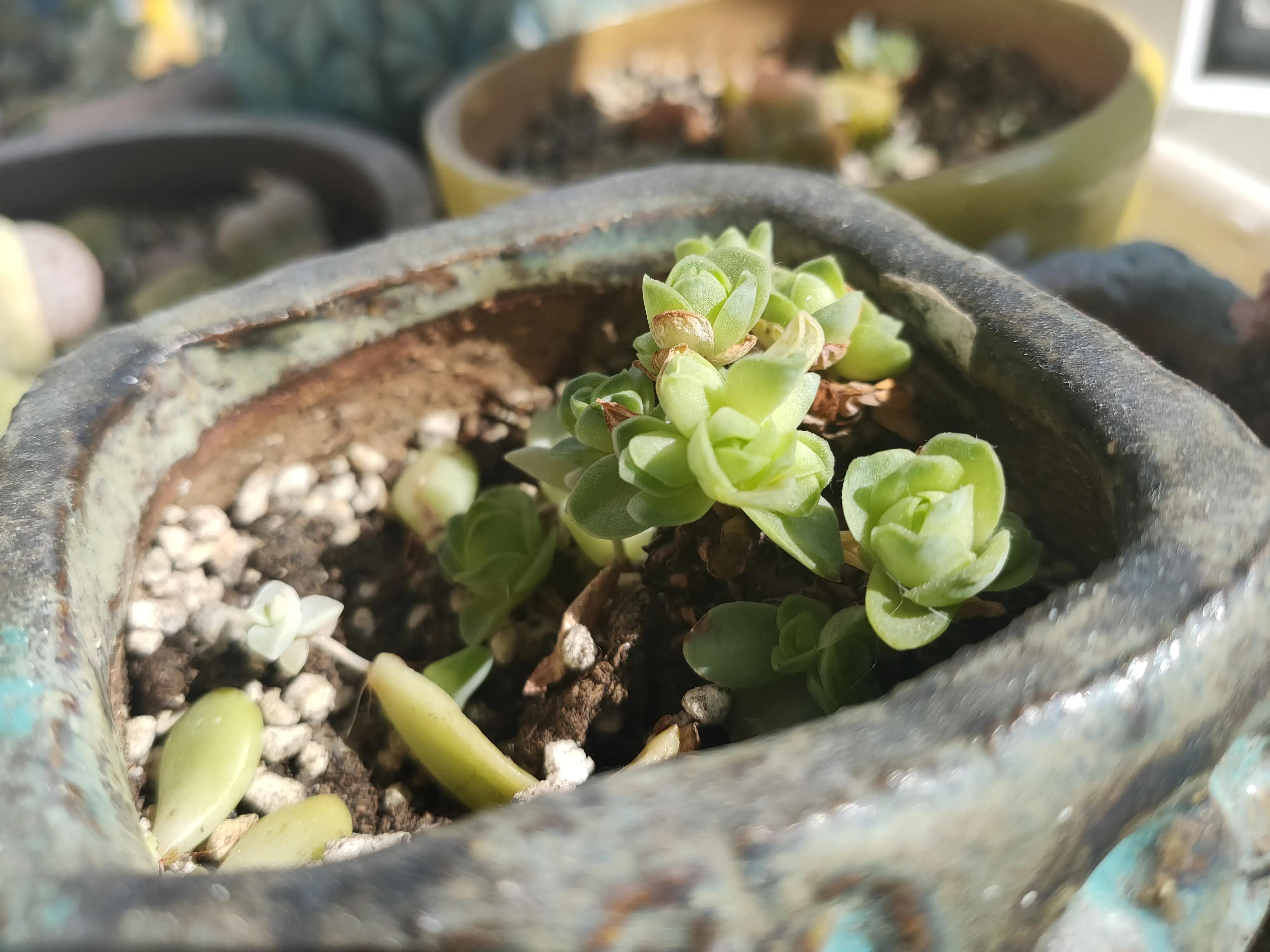 雪樱多肉韩国进口,韩国芦荟多肉品种