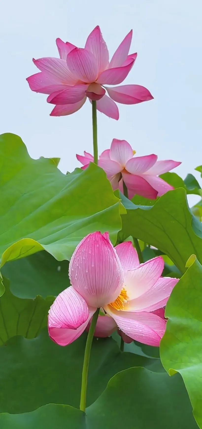 夏的季节荷花图片,三夏荷花图片