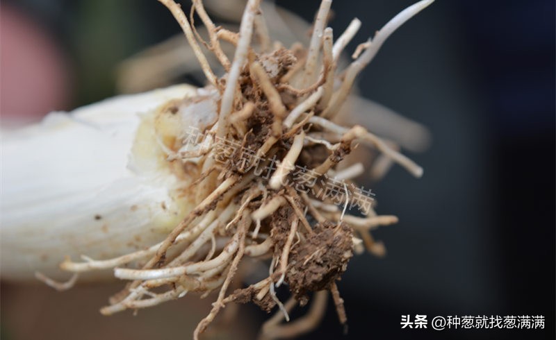 葱上的虫子是什么样,葱的根部生白色虫子