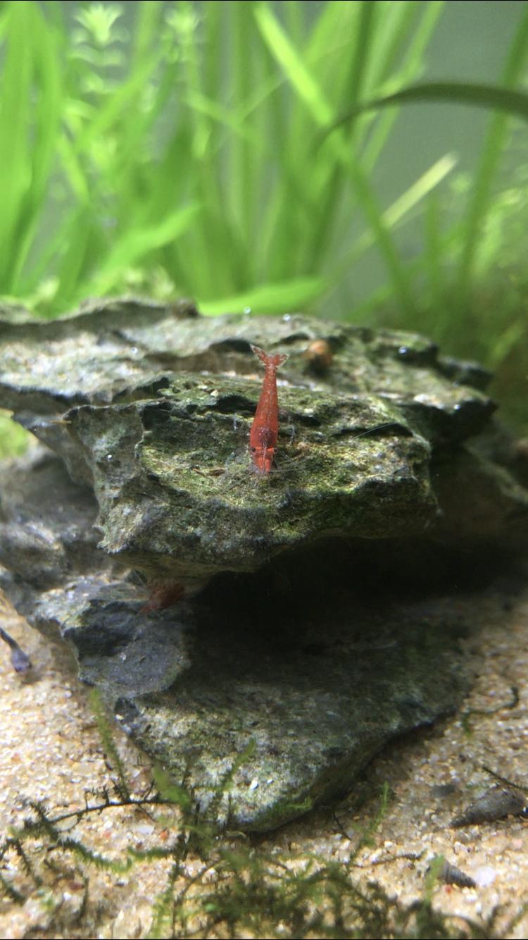 40缸古法生态缸养鱼密度,古法养鱼生态缸怎么种睡莲