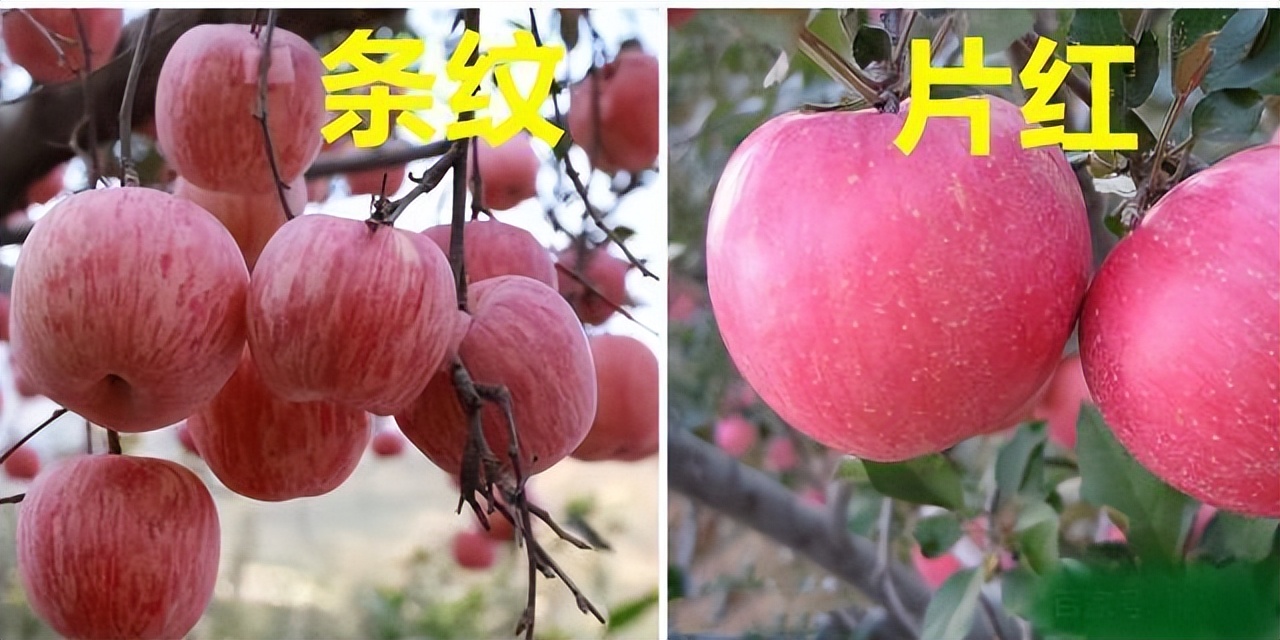 红富士苹果大的好还是小的好,富士苹果条红和片红区别