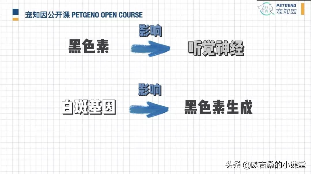 白斑基因可控吗,白斑基因优势