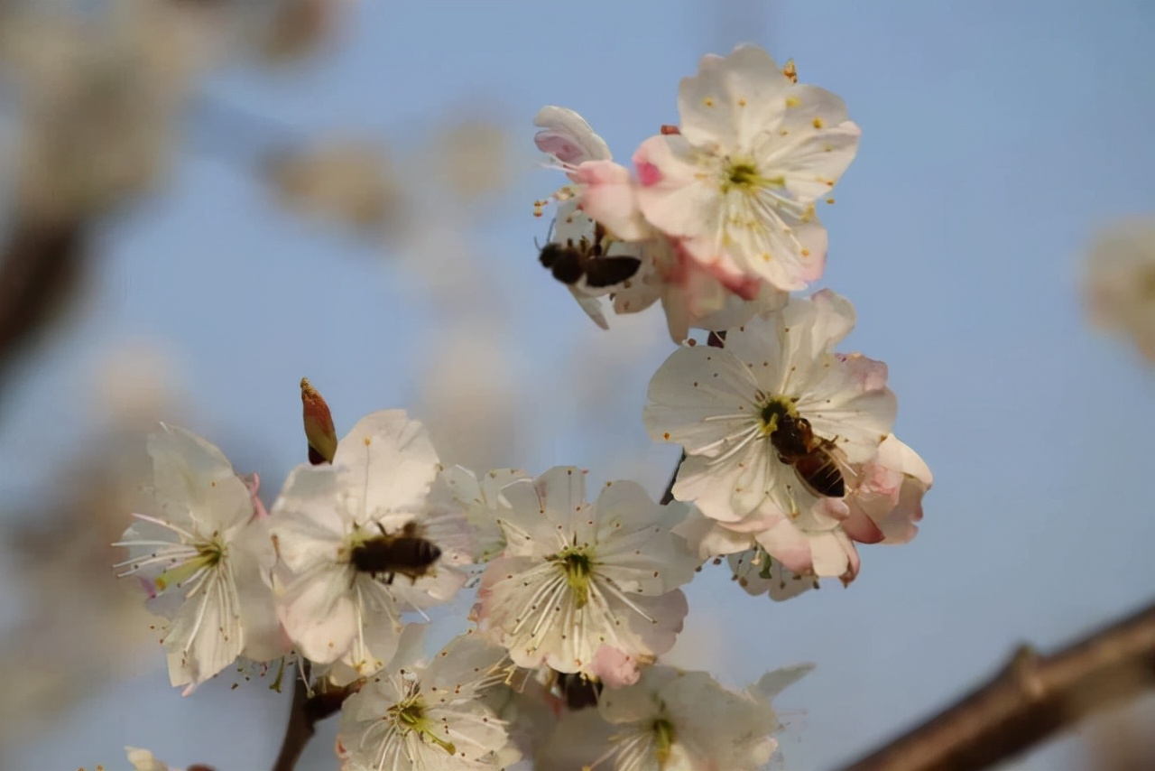 无叶开花的植物有哪些,有花无叶的植物