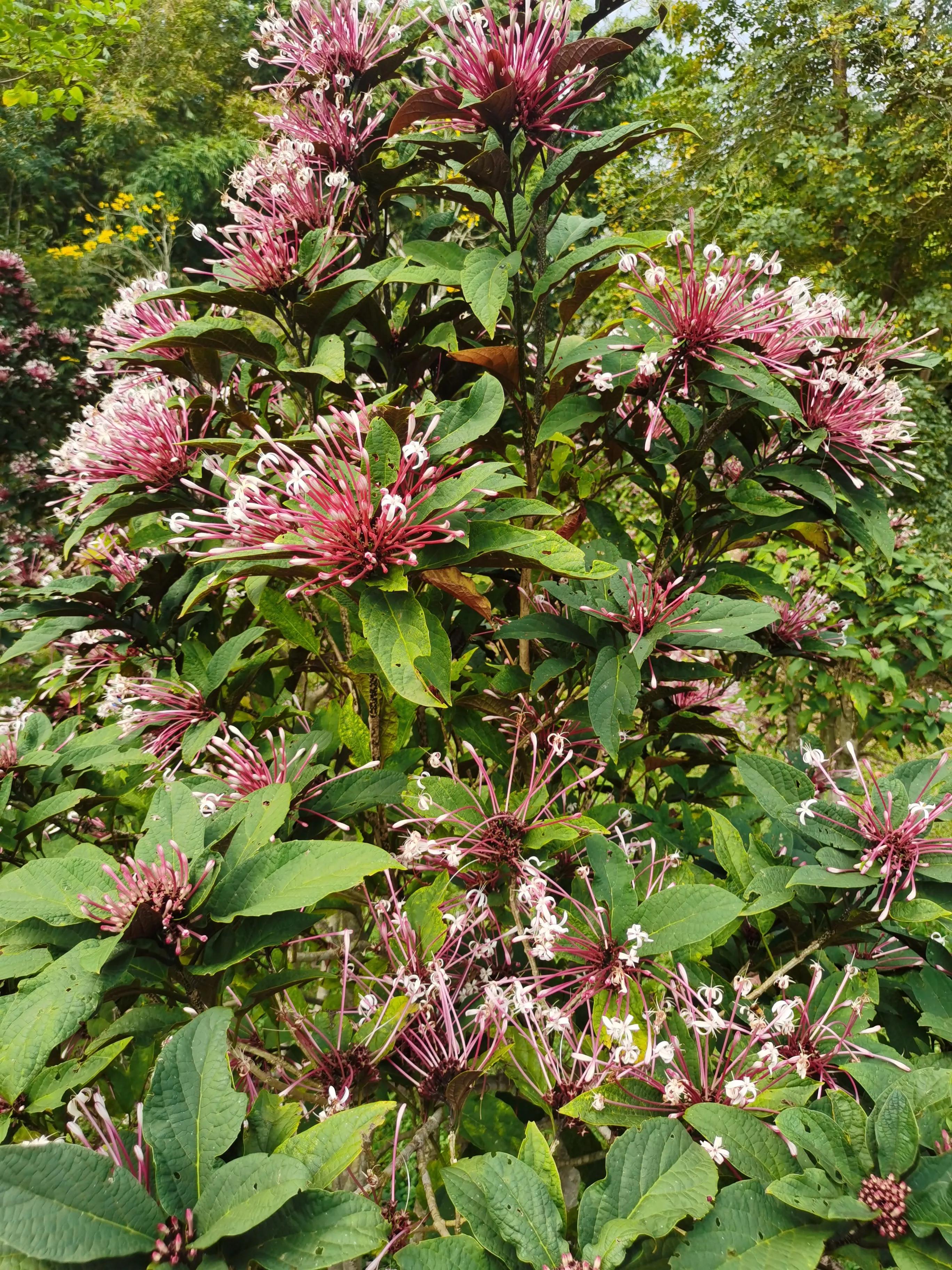 西双版纳10日行——走遍春夏秋冬，总会有人四季等你。