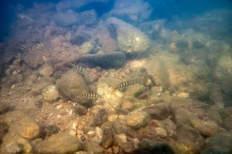 两种环境富集方法对石斑鱼幼鱼认知能力和生长性能的影响