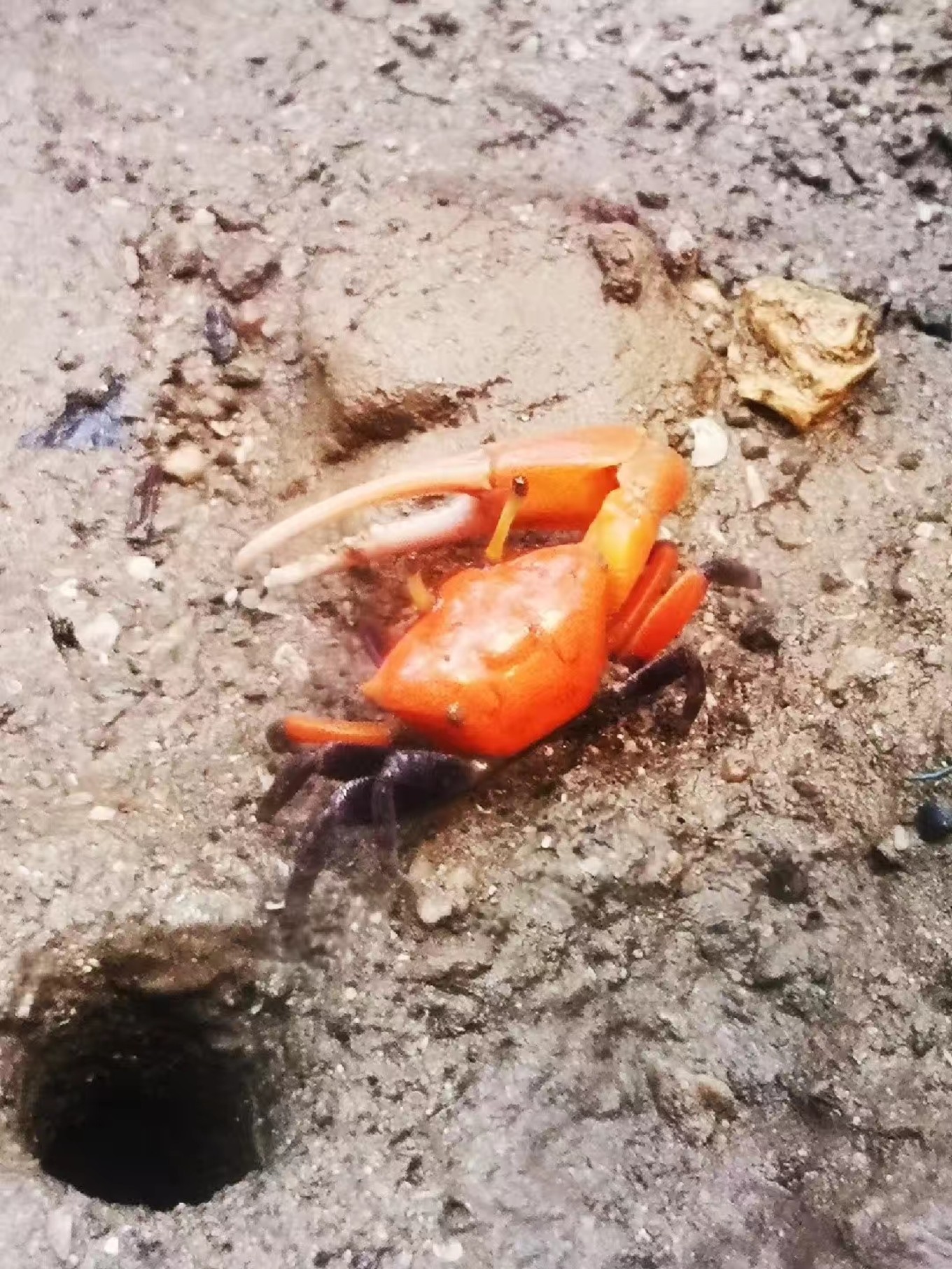 暑期档2019年,2019年暑期档