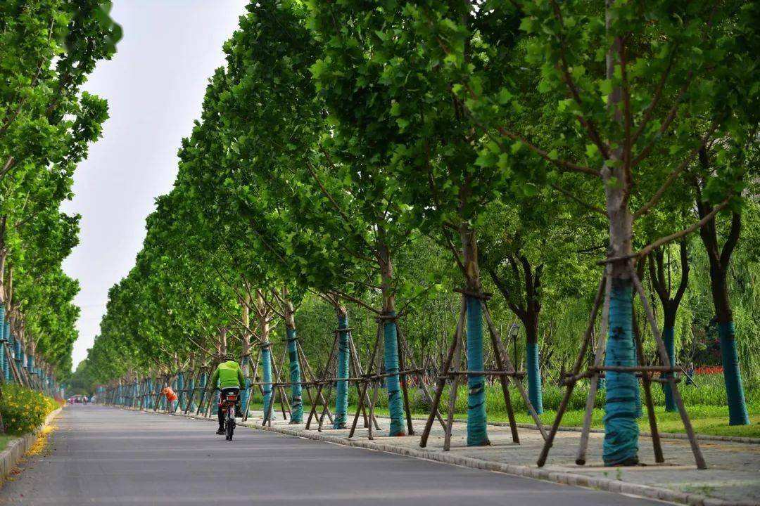 公路行道树修剪规范标准,关于道路行道树修剪的情况说明