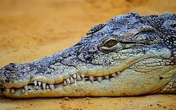 动物行为与生态,动物在生态系统中的作用