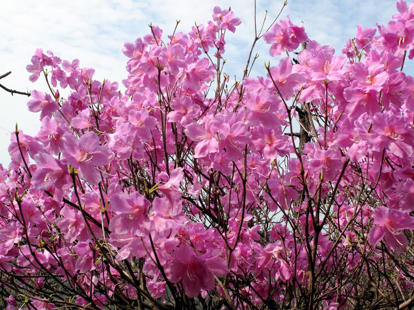 四明山华顶杜鹃,浙东华顶杜鹃群落