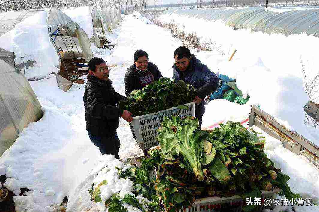 预防作物冻害最好的防冻剂,植物冻害了还能用防冻剂吗