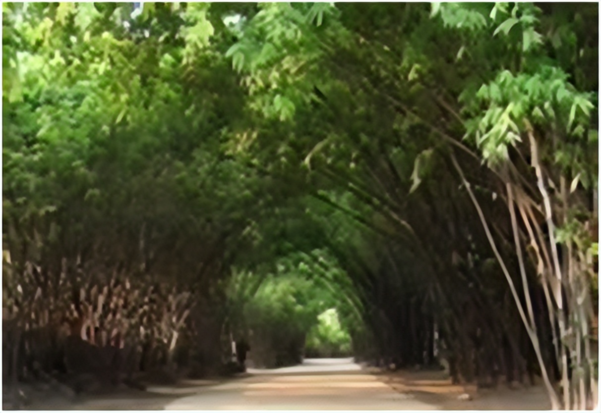 大学芳华,大学芳华苑