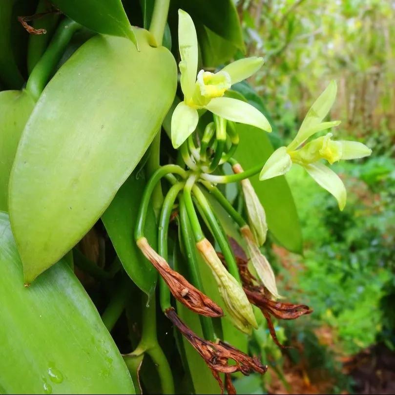 快来看看，兰花的世界真奇妙|壹木星球No.14