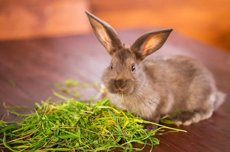 满月兔子因为喝自来水拉稀怎么办,刚满月的小兔子拉稀怎么回事