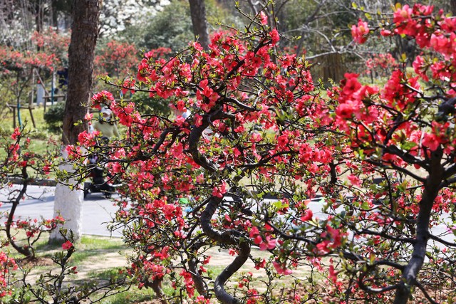 乡土散文消失的村庄,乡土散文朗诵