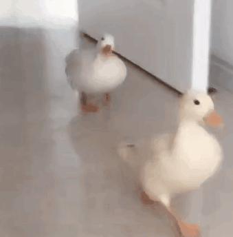 新加坡公寓比组屋好在哪里,新加坡公寓的学区比组屋好么