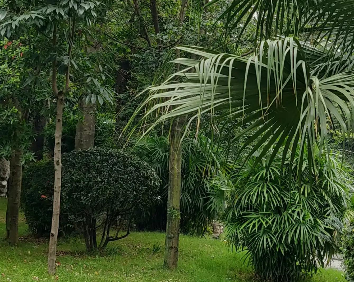 美味柴火鸡铁锅炖,美味柴火鸡汤