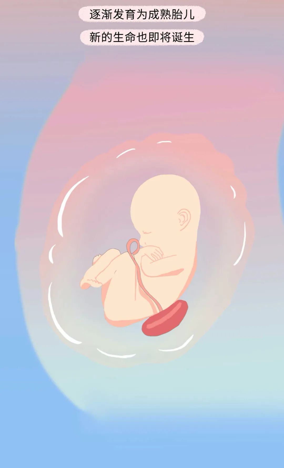 女人是如何怀孕的呢,女性怀孕的全部过程