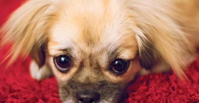 《失犬*藏西**老兵与神秘圣僧的相遇》