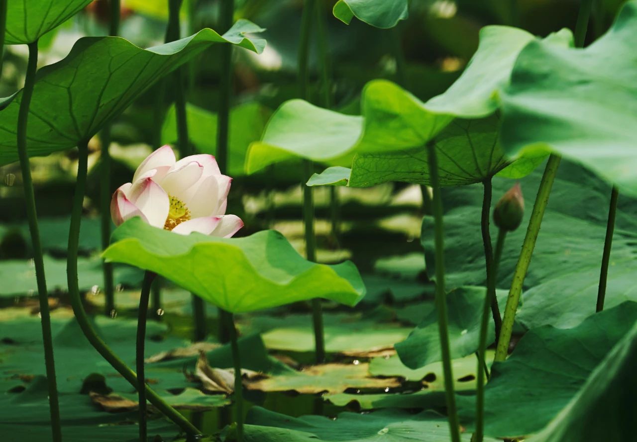 郑州赏荷,郑州赏荷最佳路线图