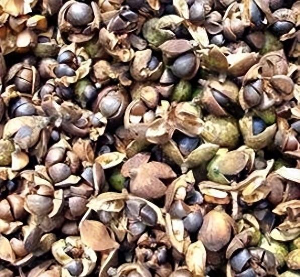 曾是皇帝*用御**，如今却无人问津，“油中软黄金”如何走向末路？