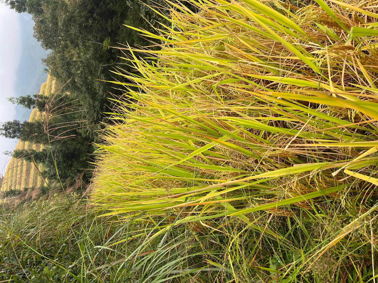 龙脊梯田云雾缭绕恍如仙境,云雾中的龙脊梯田