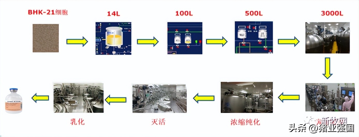 直接损失超669元/头！秋冬高发季来临！中农威特李永霞：口蹄疫防控关注6个核心问题